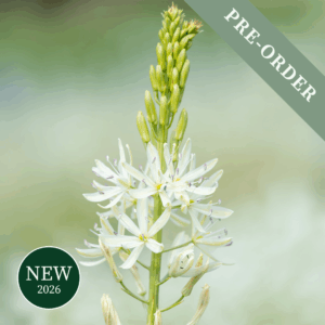 Camassia Leichtinii Alba