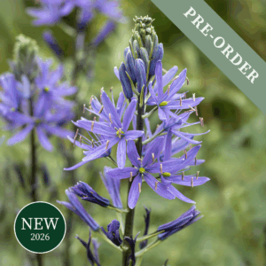 Camassia Leichtinii Caerulea