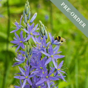Camassia Quamash (Dwarf)