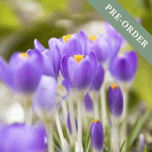 Crocus Barr's Purple