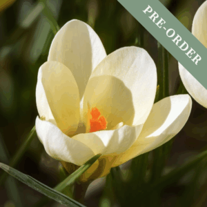 Crocus Cream Beauty