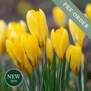 Crocus Flavus Golden Yellow