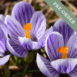 Crocus Pickwick