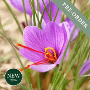 Crocus Sativus (Saffron)