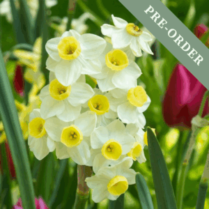 Daffodil (Narcissus) Avalanche