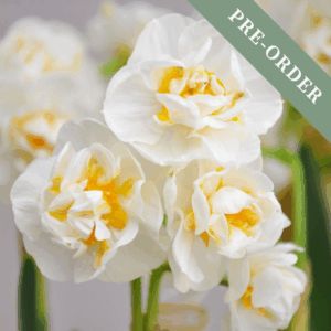 Daffodil (Narcissus) Cheerfulness