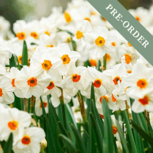Daffodil (Narcissus) Geranium