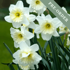 Daffodil (Narcissus) Ice Follies