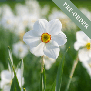 Daffodil (Narcissus) Actaea