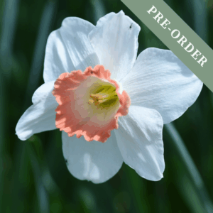 Daffodil (Narcissus) Pink Pride