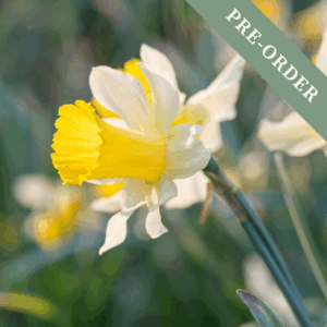 Daffodil (Narcissus) Pseudonarcissus