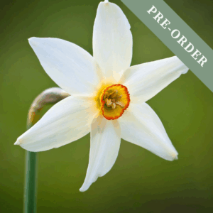 Daffodil (Narcissus) Pheasant Eye