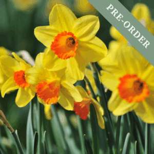 Daffodil (Narcissus) Red Devon