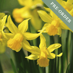 Daffodil (Narcissus) Tete a Tete