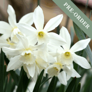 Daffodil (Narcissus) Thalia