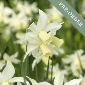 Daffodil (Narcissus) Toto