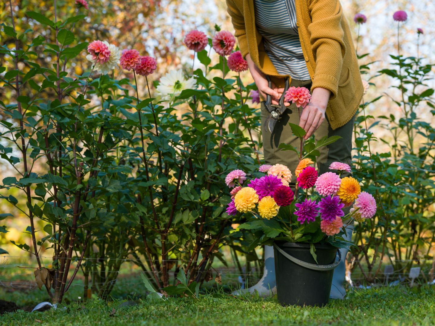Dahlia - General Content - 3 - Getty - 090626 4x3