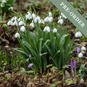 Snowdrop Elwesii