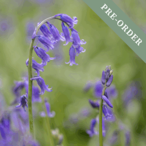 English Bluebell (Hyancinthoides non-scripta)