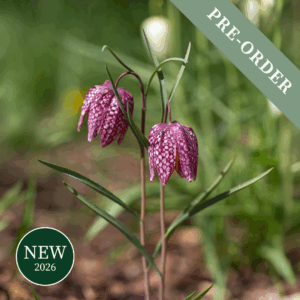 Fritillary meleagris Plum