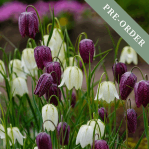 Fritillary meleagris Plum & White Mix