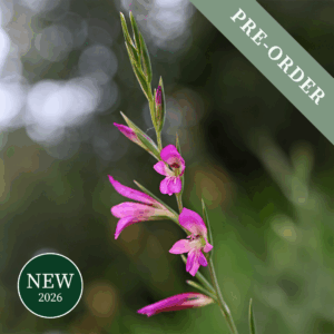 Gladiolus Byzantinus