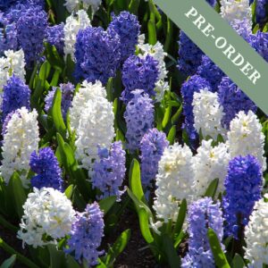 Hyacinth Blue Shades Mix