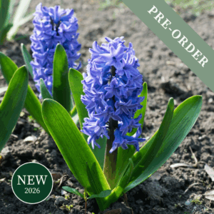 Hyacinth Blue Star