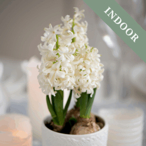 Hyacinth Carneige