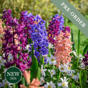 Hyacinth Sherbert Mix