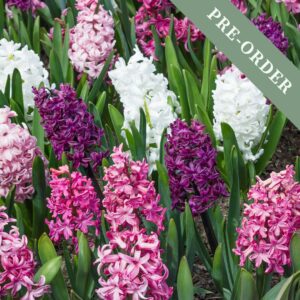 Hyacinth Velvety Violets