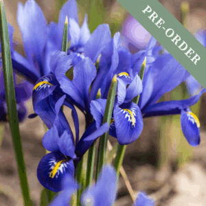 Iris reticulata Harmony