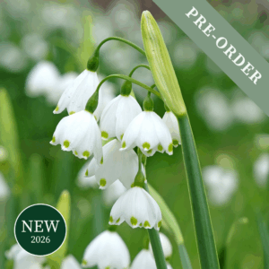 Leucojum Gravetye Giant