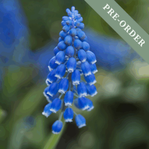 Muscari Armenicam