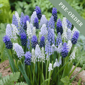 Muscari Mix