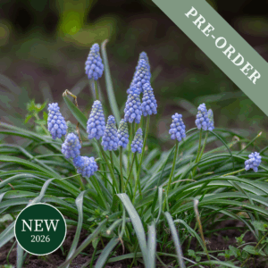 Muscari Valerie Finnis