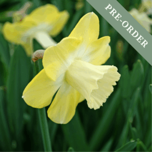 Daffodil (Narcissus) Avalon