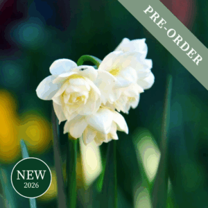 Daffodil (Narcissus) Erlicheer