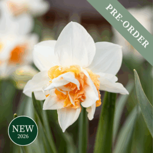 Daffodil (Narcissus) Fragrant Spring