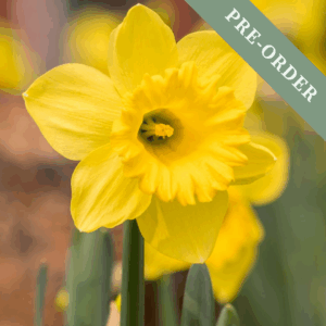Daffodil (Narcissus) King Alfred