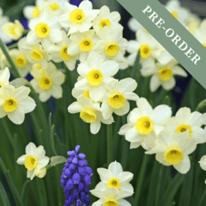 Daffodil (Narcissus) Minnow