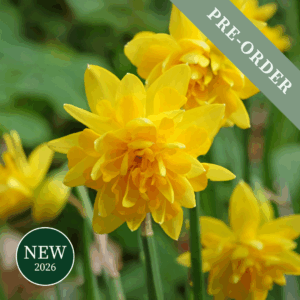 Daffodil (Narcissus) Tete Boucle