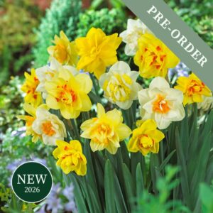 A beautiful mix of yellow, orange, and white daffodils growing in a bunch with double flowers