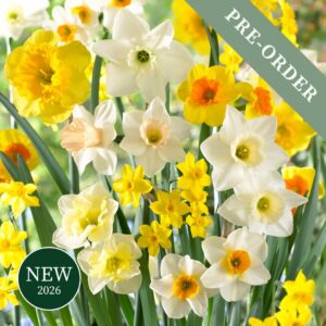 A beautiful mix of fragrant daffodil flowers in orange, yellow, and white