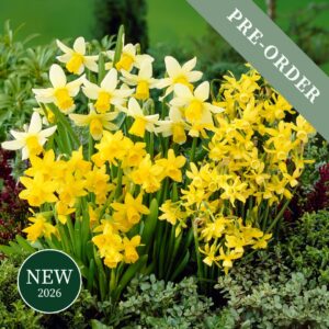 A beautiful mix of miniature daffodil flowers in yellow and white including Tete a Tete