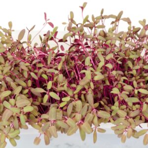 Orach Scarlet Emperor - Microgreen/Sprouting