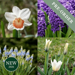 Mixed Bulbs Planters Mix