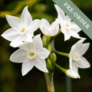 Daffodil (Narcissus) Paperwhites