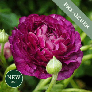 Ranunuculus Purple Sensation