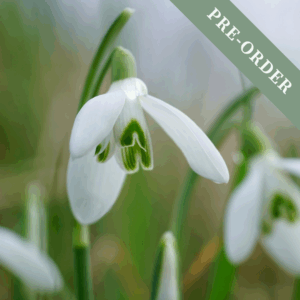 Snowdrop Single